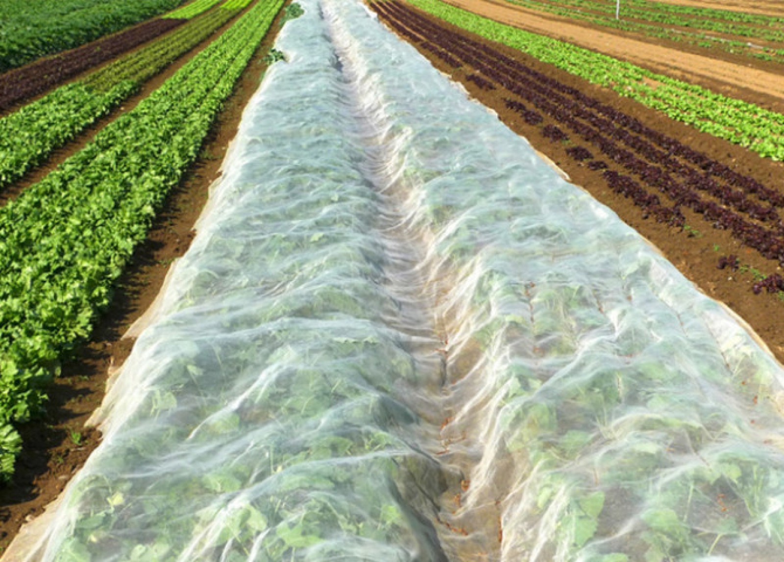 Agricultural film - Gordopack GmbH
